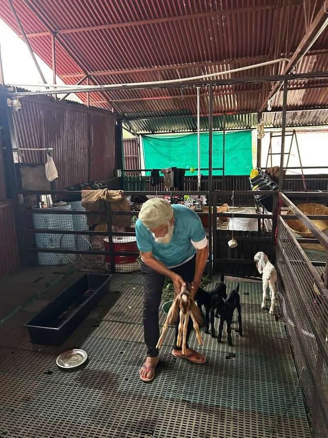 बकरेवाला फार्म पर देखभालकर्ता स्लैटेड फर्श पर बकरी के छोटे बच्चों को संभालते हुए