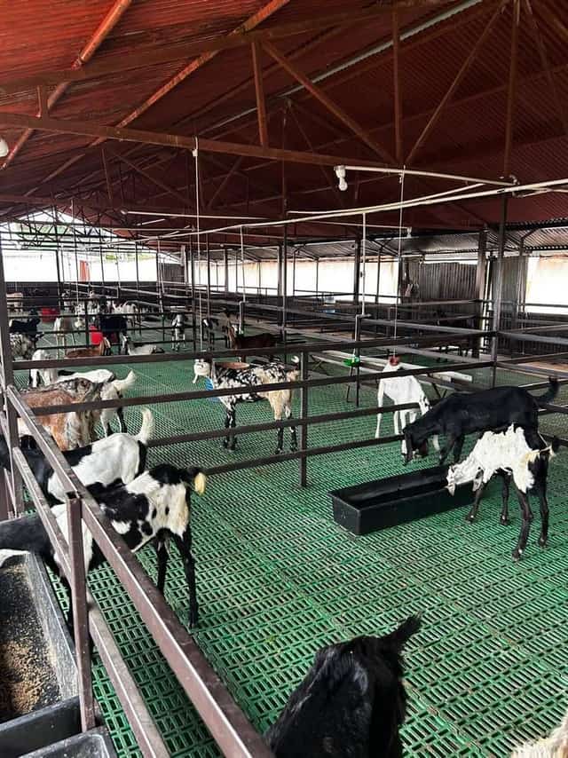 लाल छत वाले शेड में स्टील बाड़ों और हरे स्लैटेड फर्श पर बीटल बकरियां