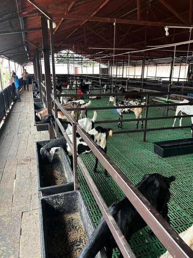 बकरेवाला फार्म का शेड — एक ओर फीडिंग ट्रफ़ और रास्ता, दूसरी ओर स्लैटेड फर्श पर बकरियां