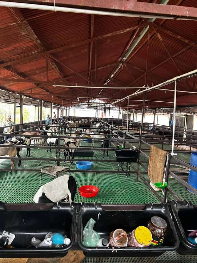 मानसून में बकरियों की देखभाल