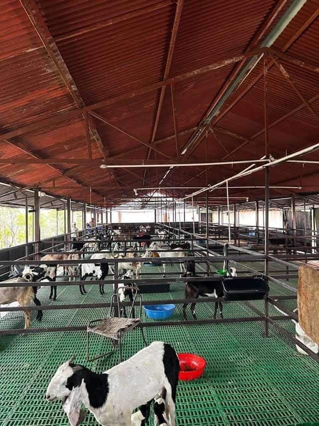 बकरेवाला फार्म का लंबा शेड — लाल छत के नीचे ऊँचा उठा हरा स्लैटेड फर्श और बाड़े